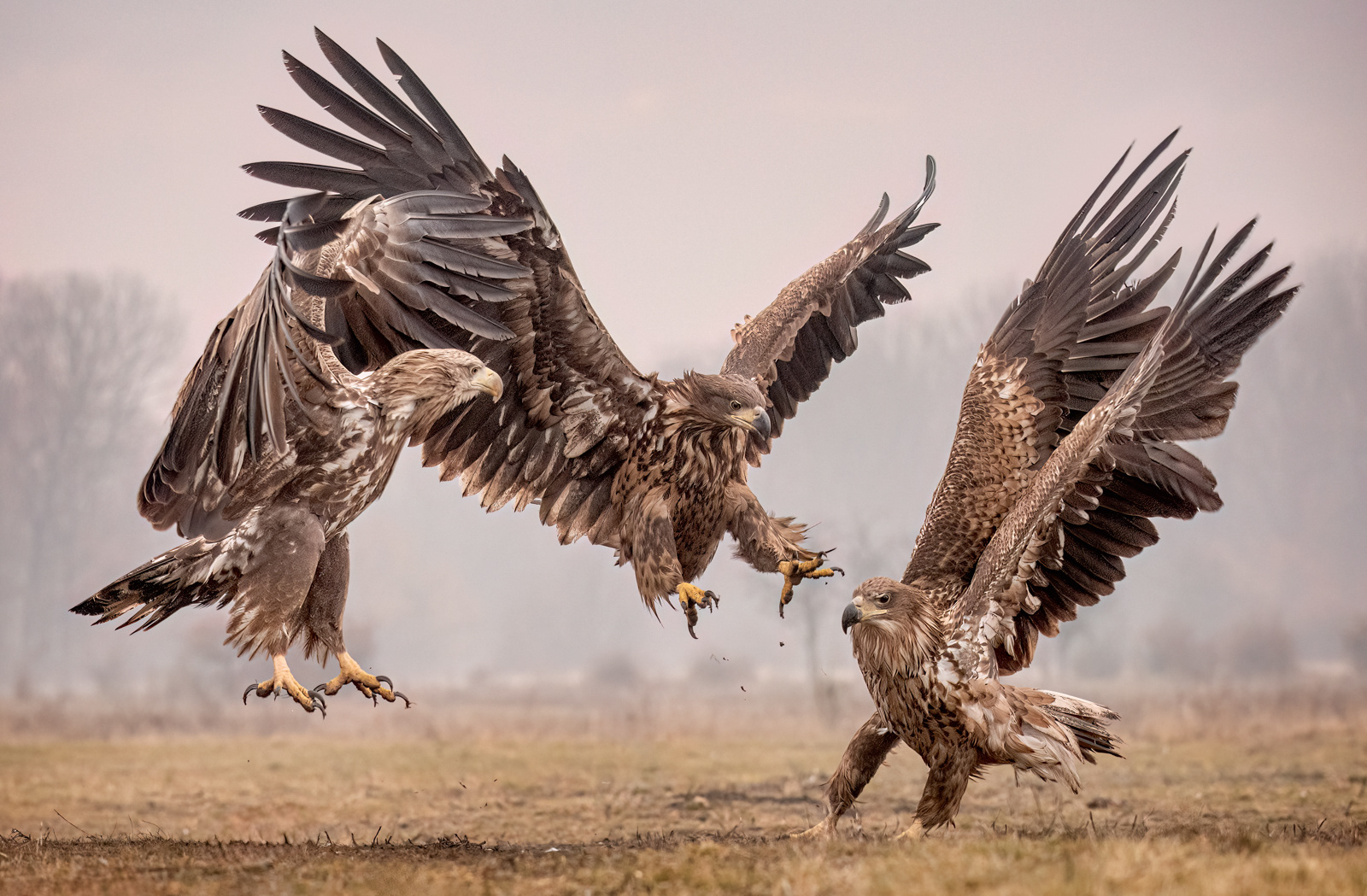 White-Tailed Eagle Disagreement