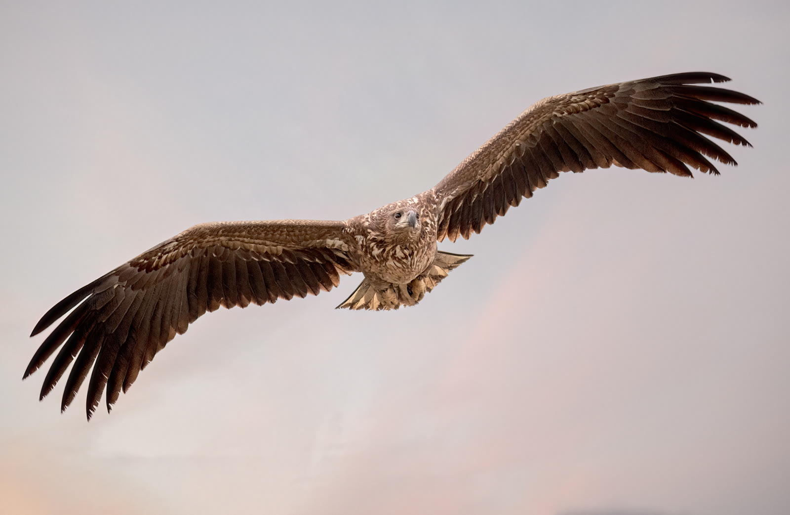 Incoming White-Tailed Eagle