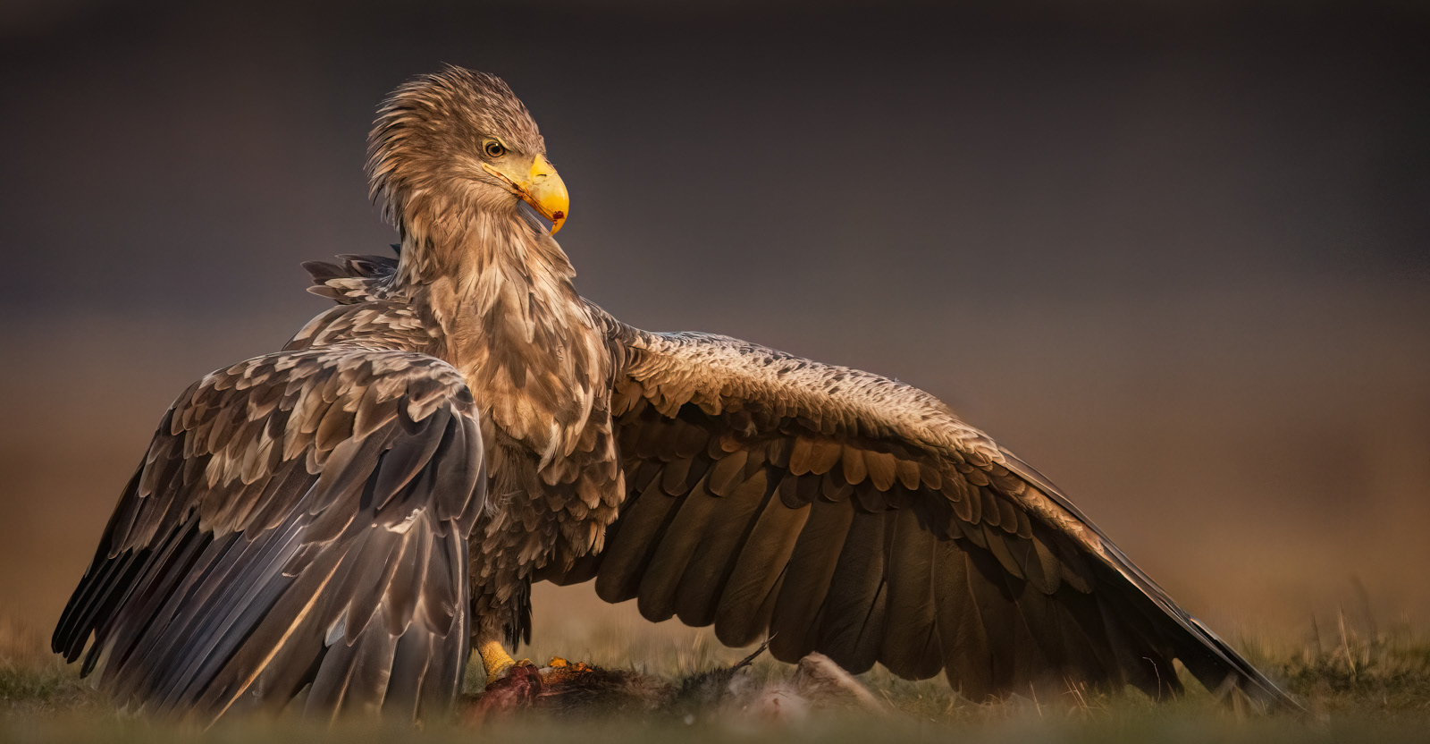 White-Tailed Eagle Mantling Prey