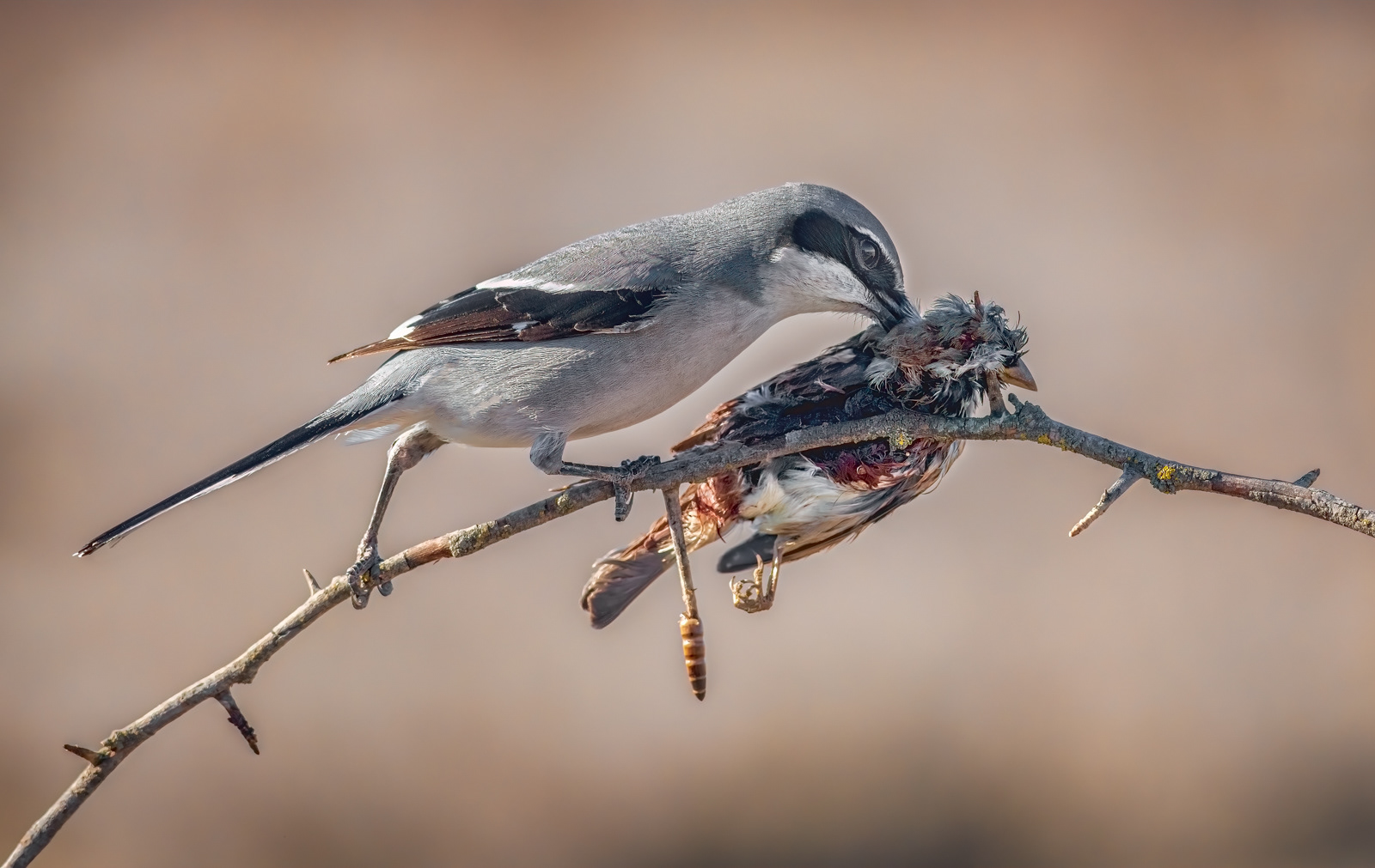 Iberian Grey Shrike Feeding on Impaled Prey