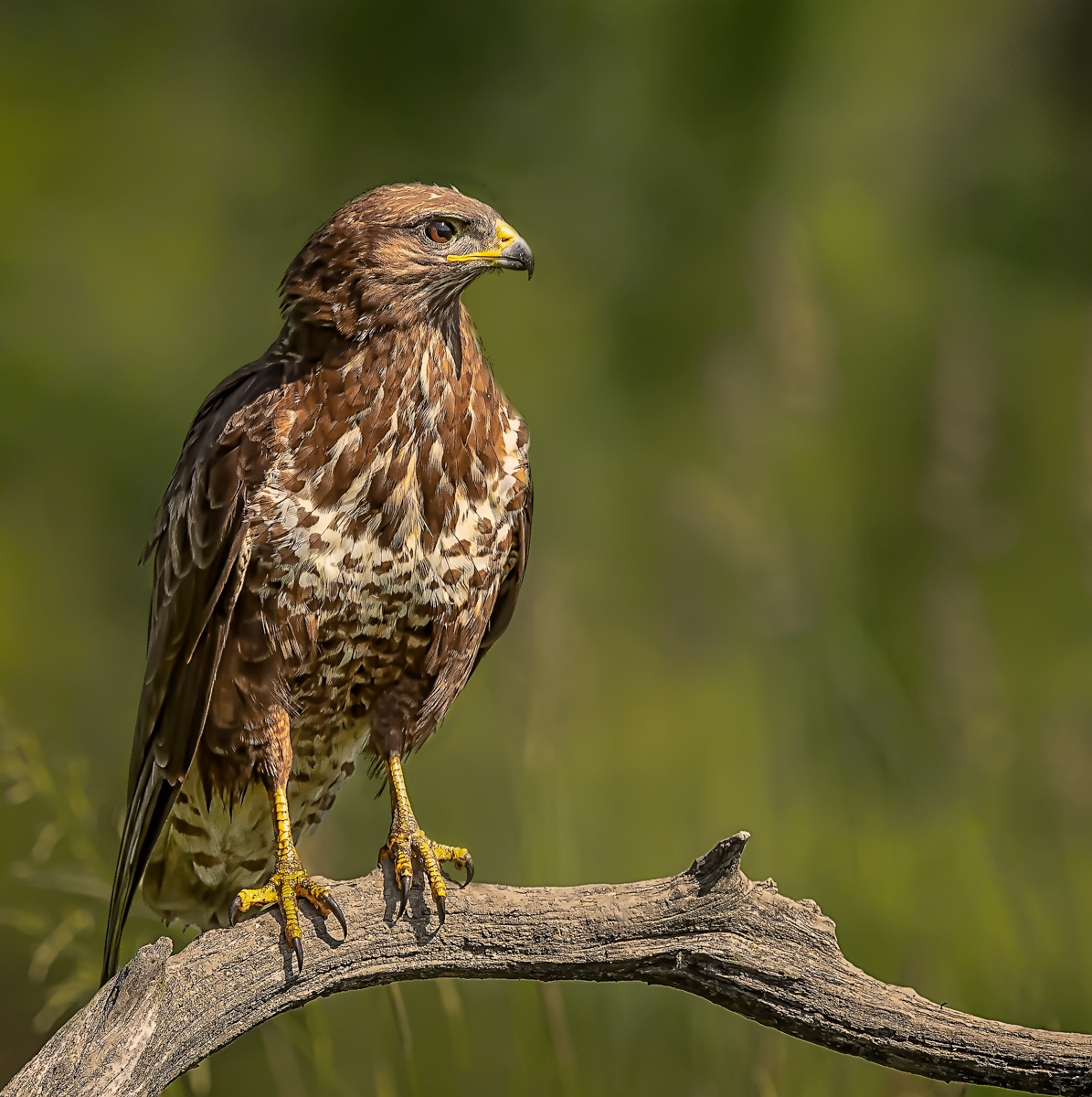 Buzzard