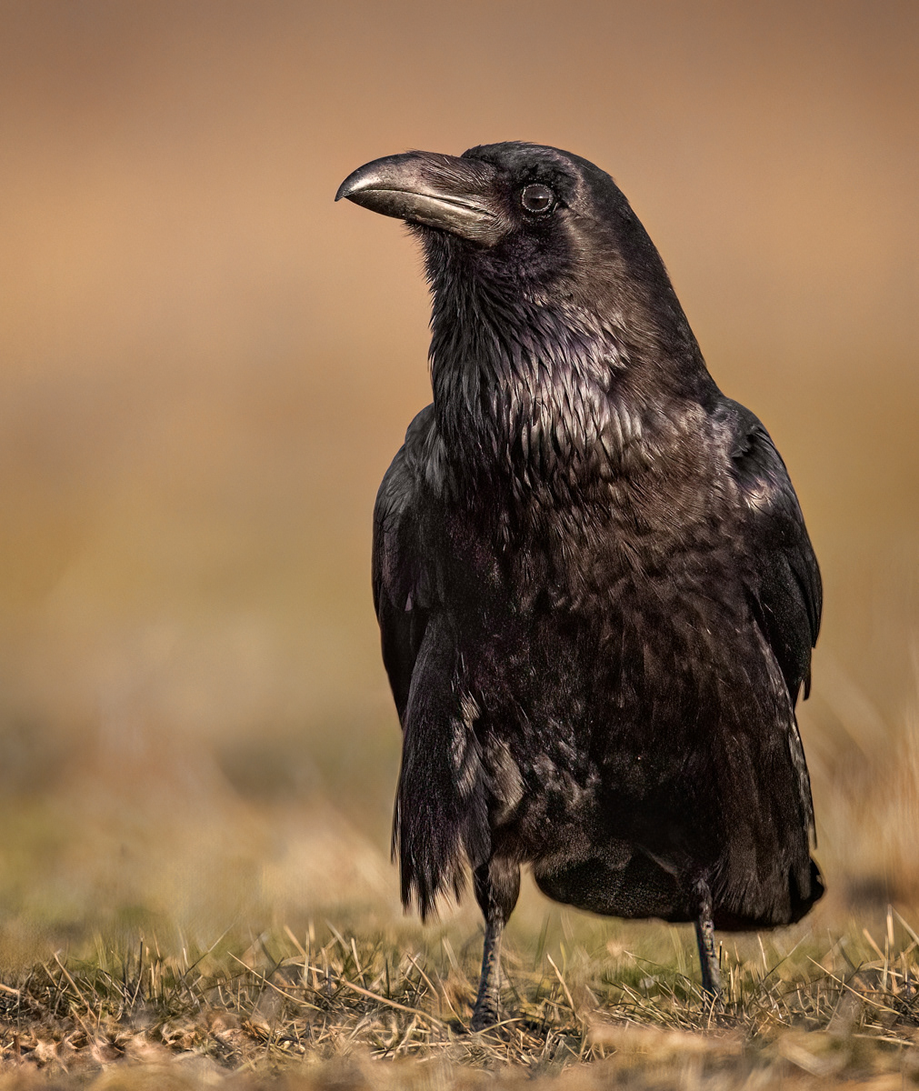 Raven