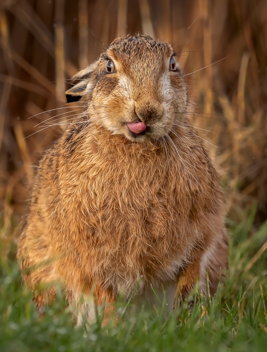 Cheeky Hare