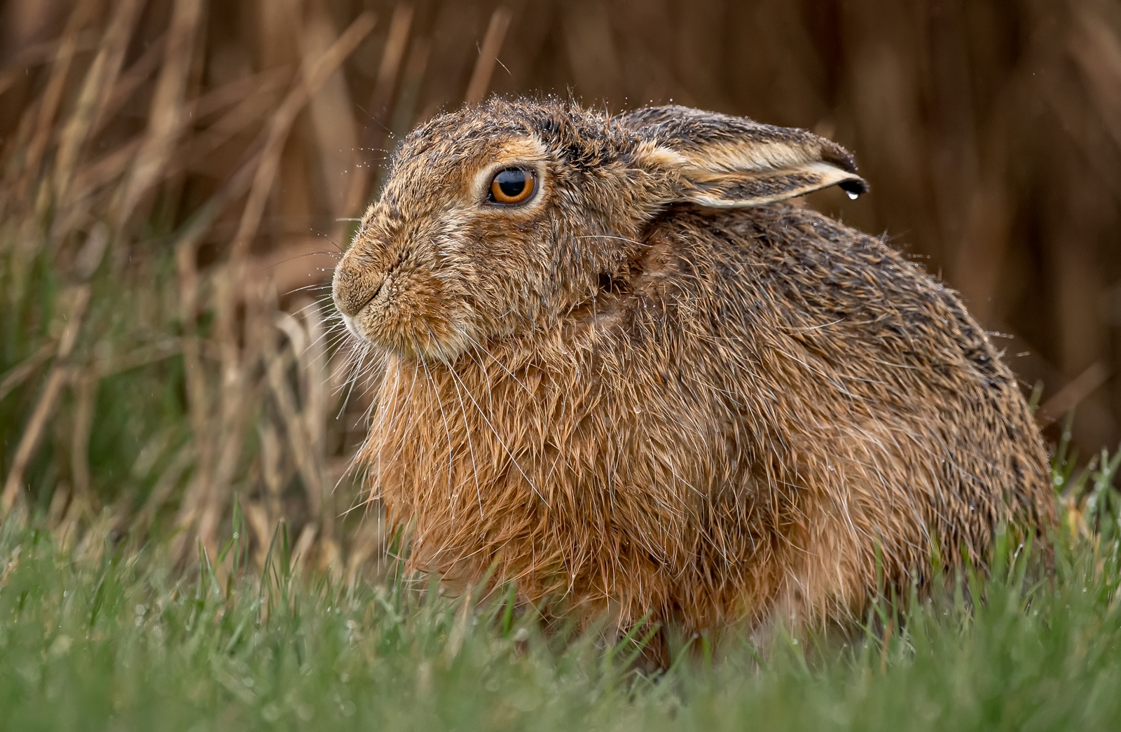 Rain Soaked Hare