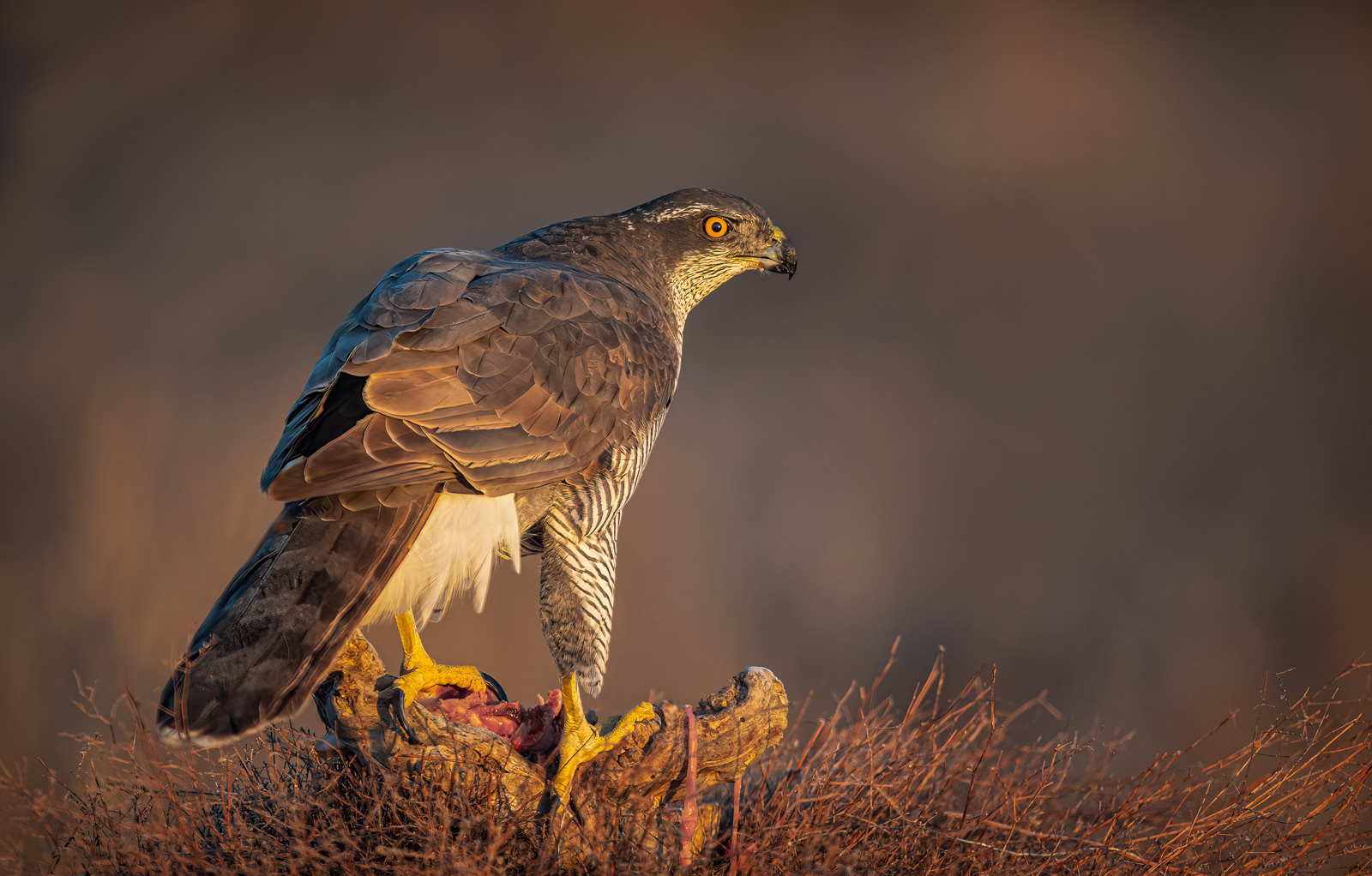 Goshawk on Rabbit Kill