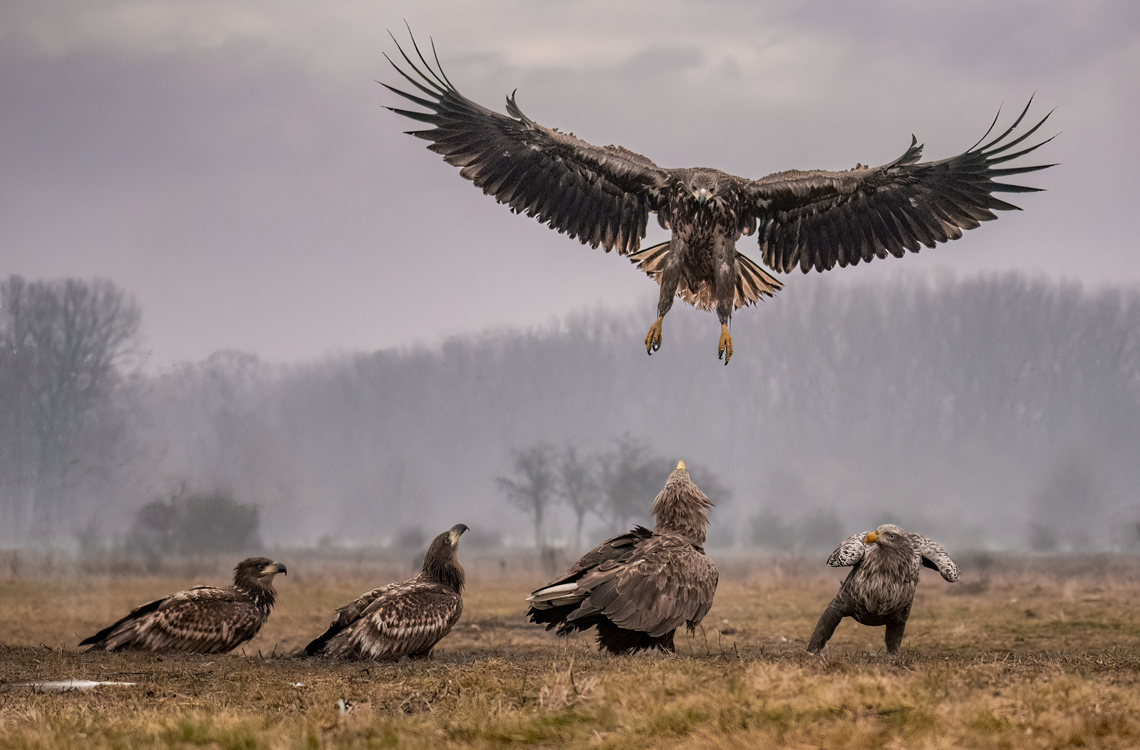 Paul Smith Wildlife & Landscape Photography - White-Tailed Eagles of Hungary