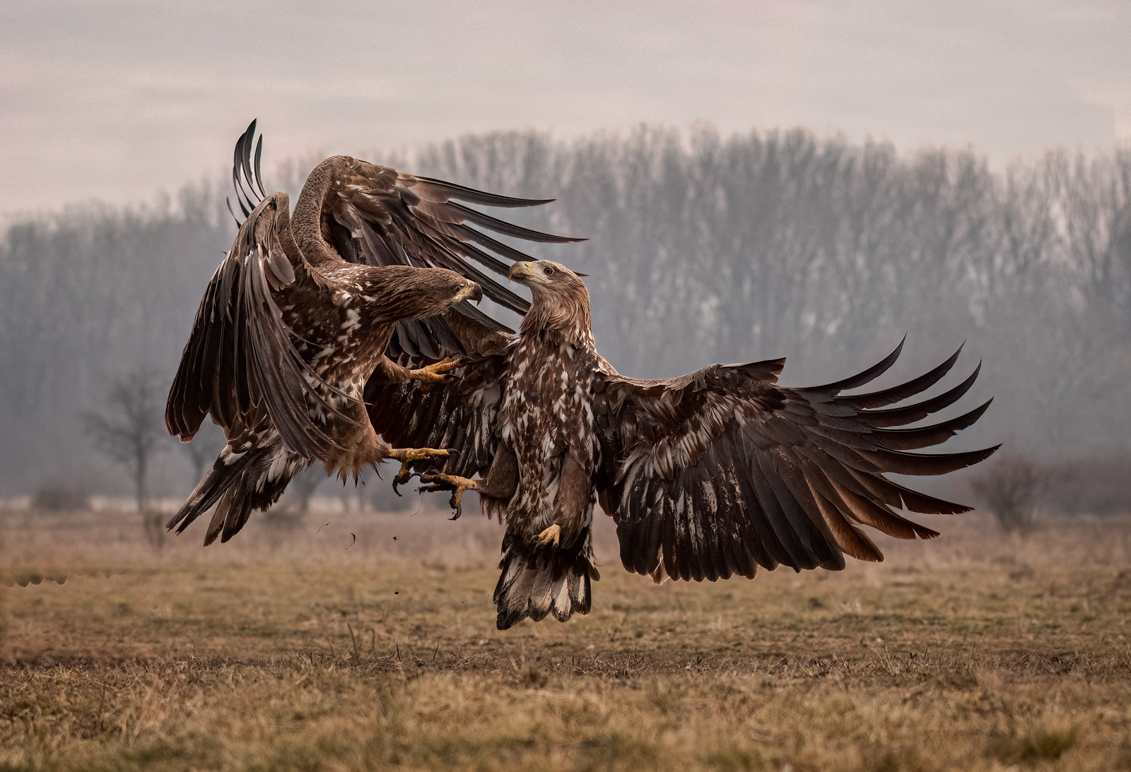 Paul Smith Wildlife & Landscape Photography - White-Tailed Eagles of Hungary