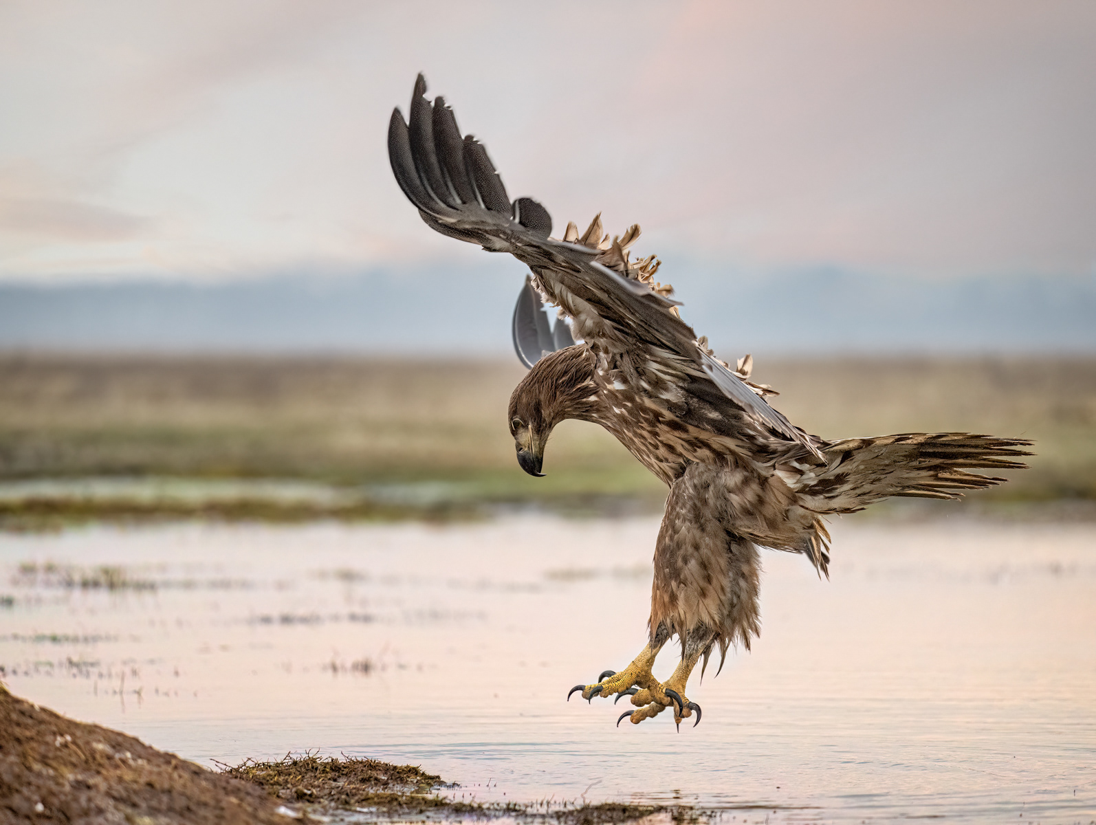 White-Tailed Eagle Landing