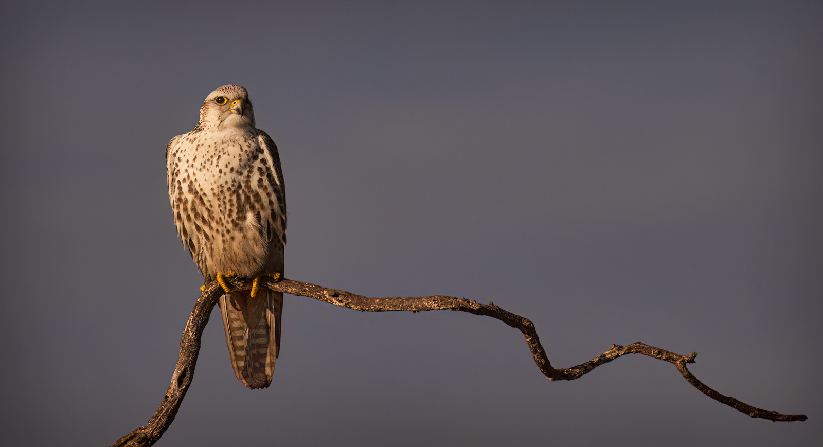 Male Saker Falcon
