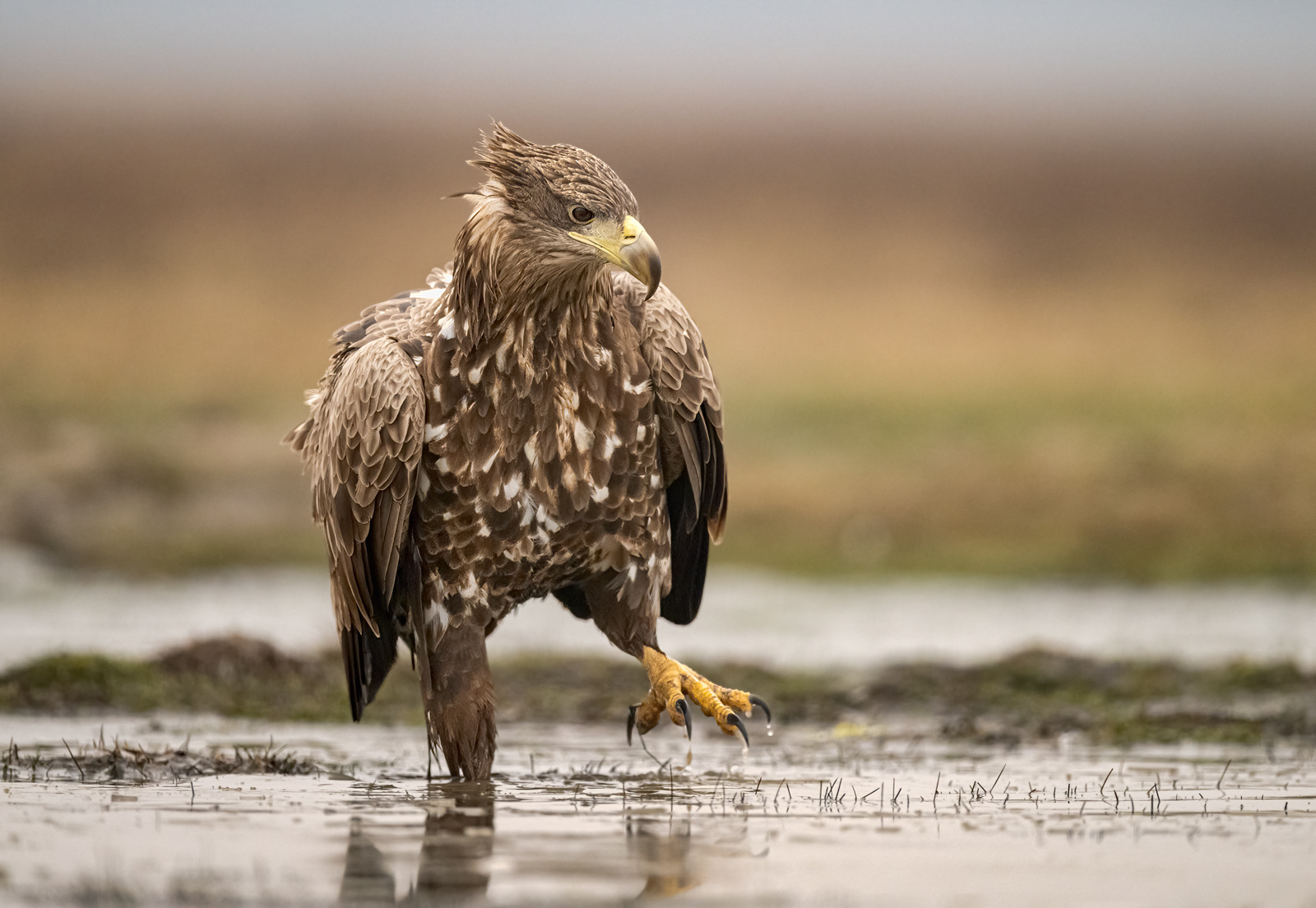 White-Tailed Eagle Walking Through Water