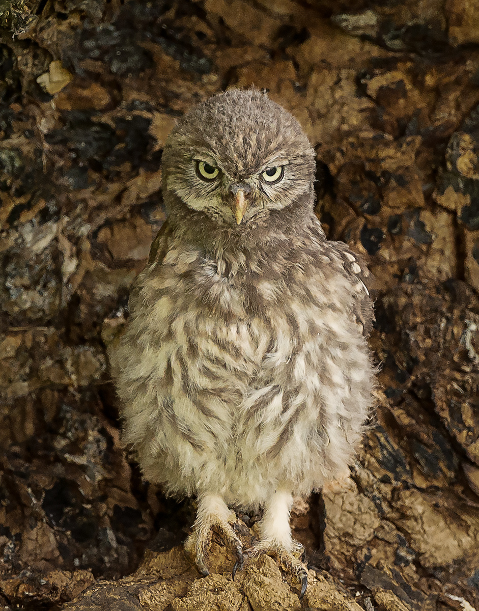 Little Owl Chick