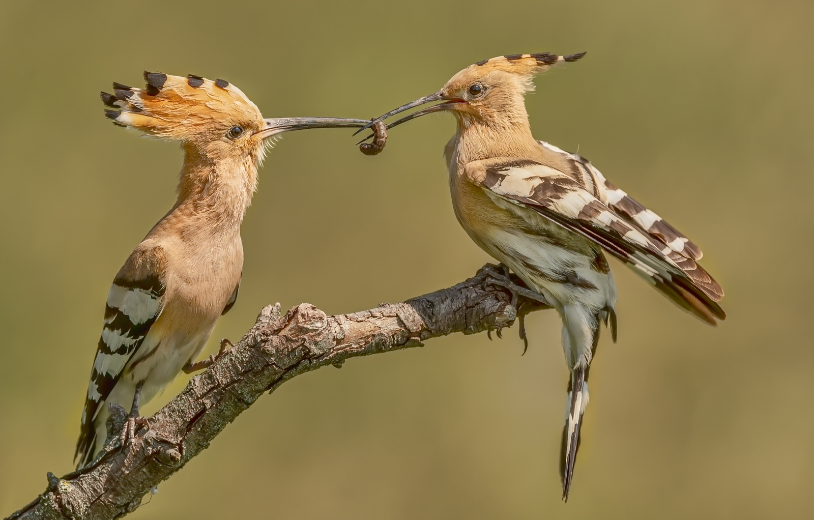 Hoopoe Food Pass