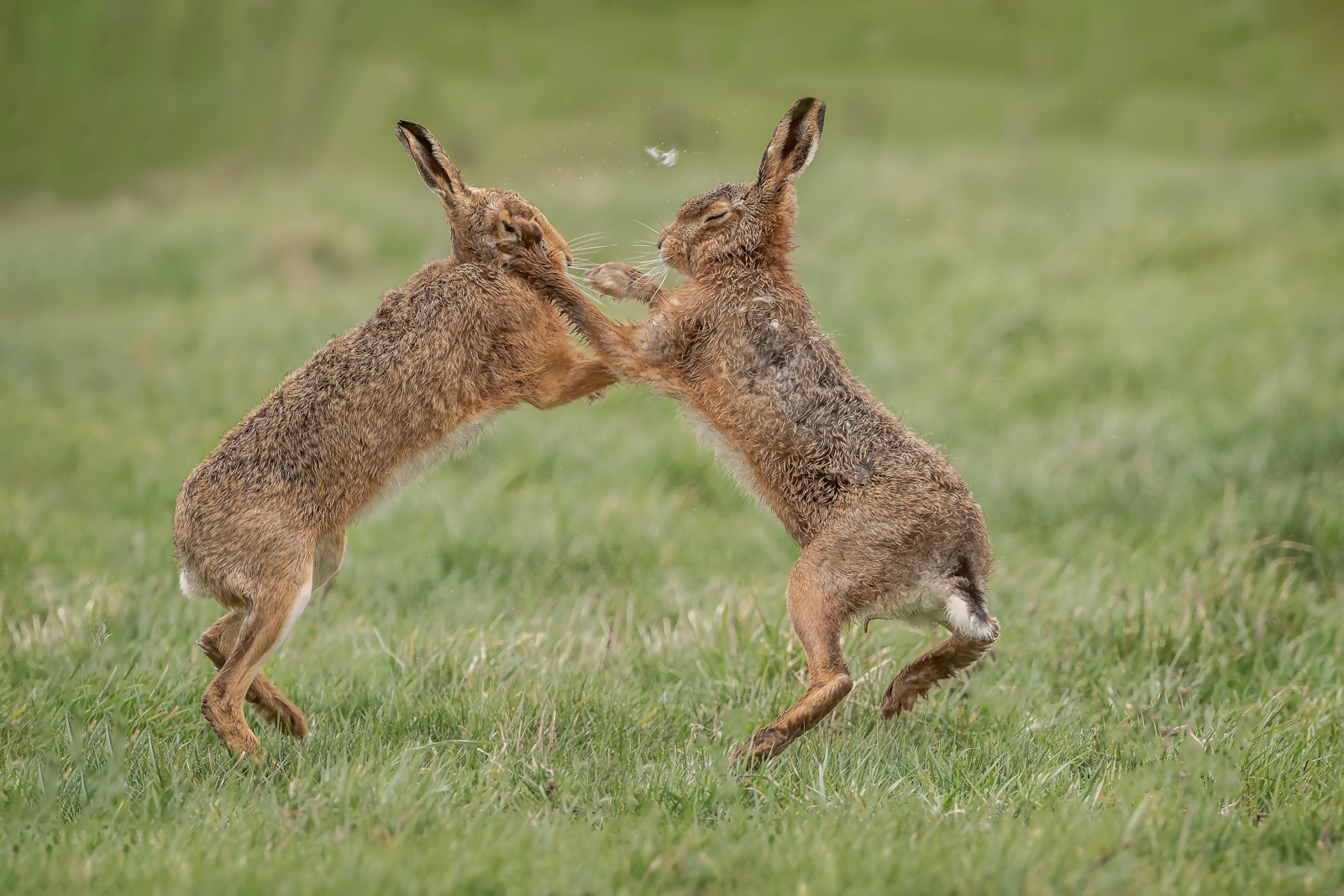 Boxing Hares