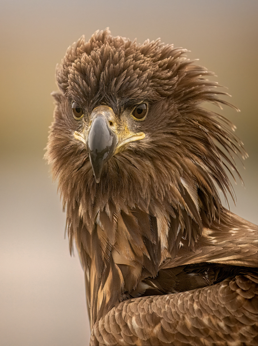 Juvenile White-Tailed Eagle