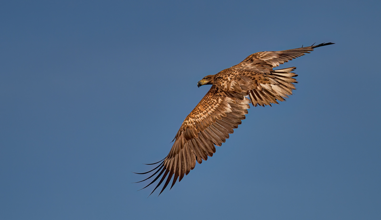 White-Tailed Eagle