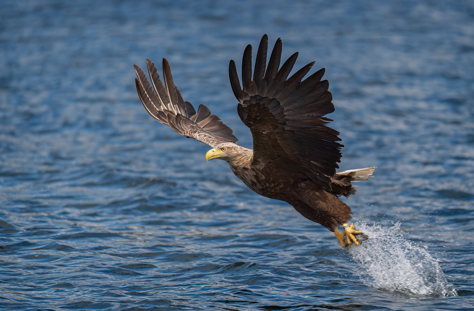 White-Tailed Eagle