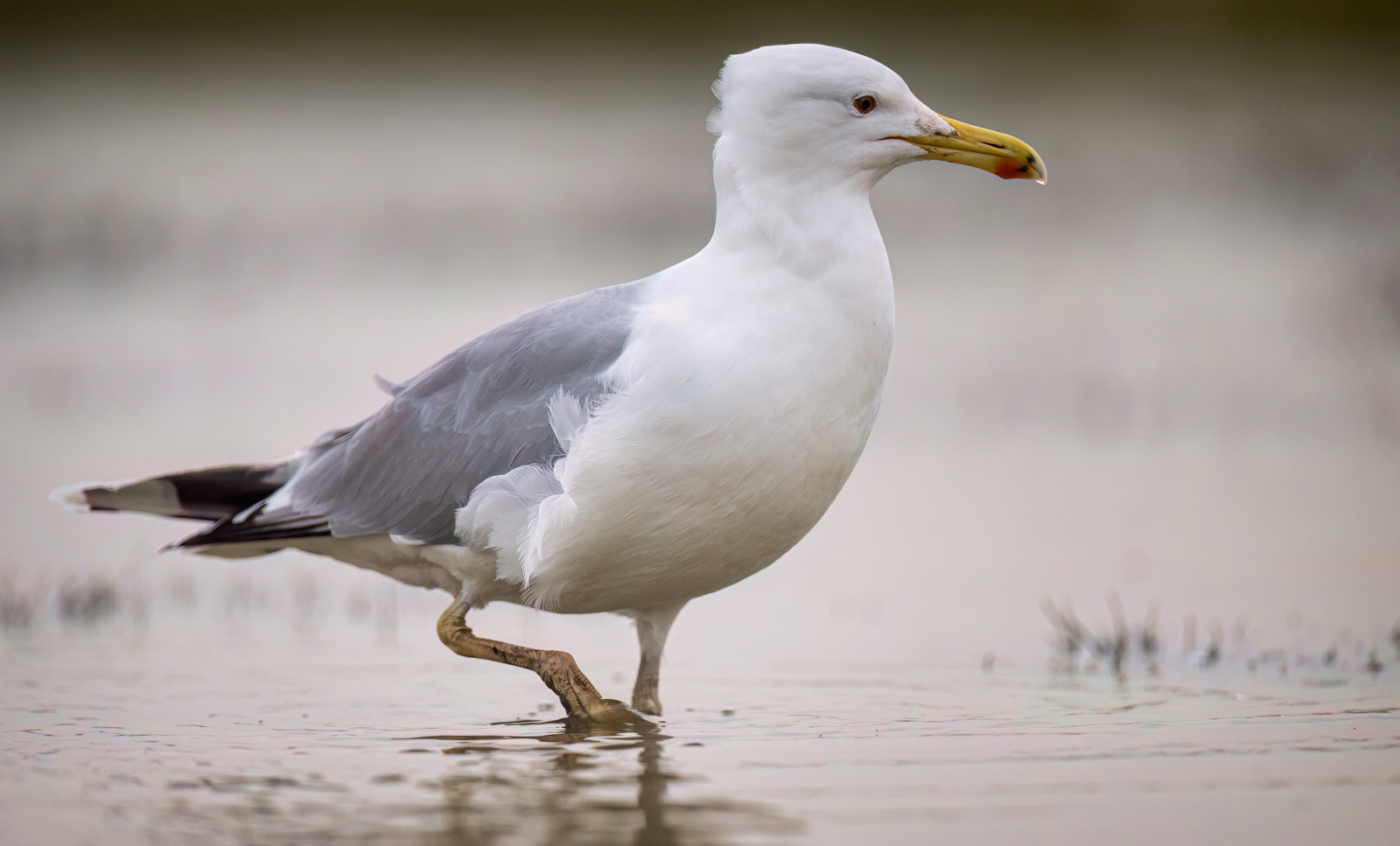 Caspian Gull