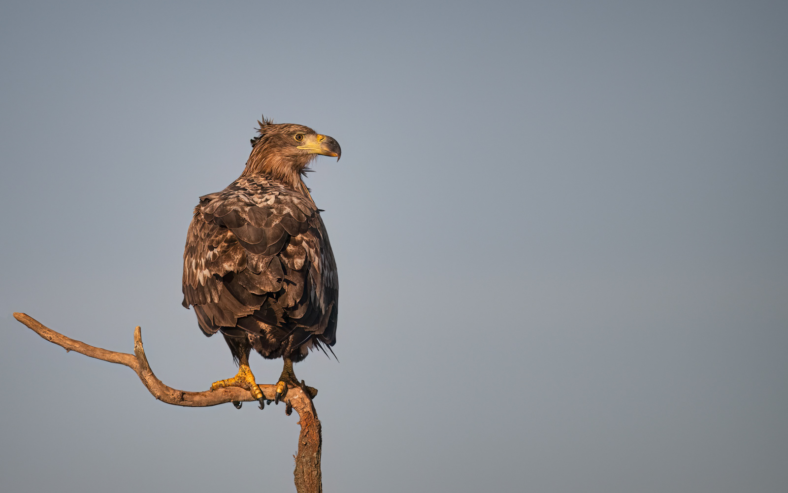 White-Tailed Eagle