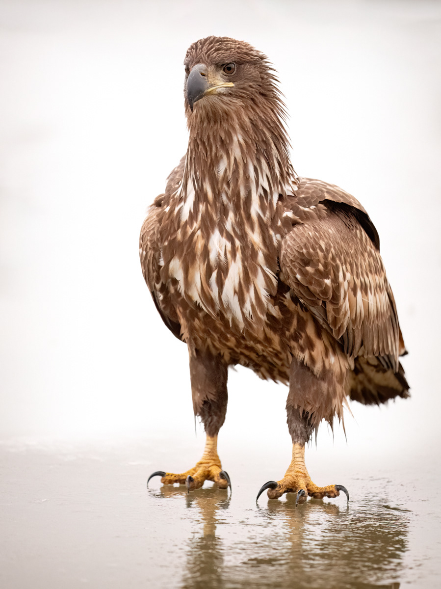 White-Tailed Eagle on Frozen Pond