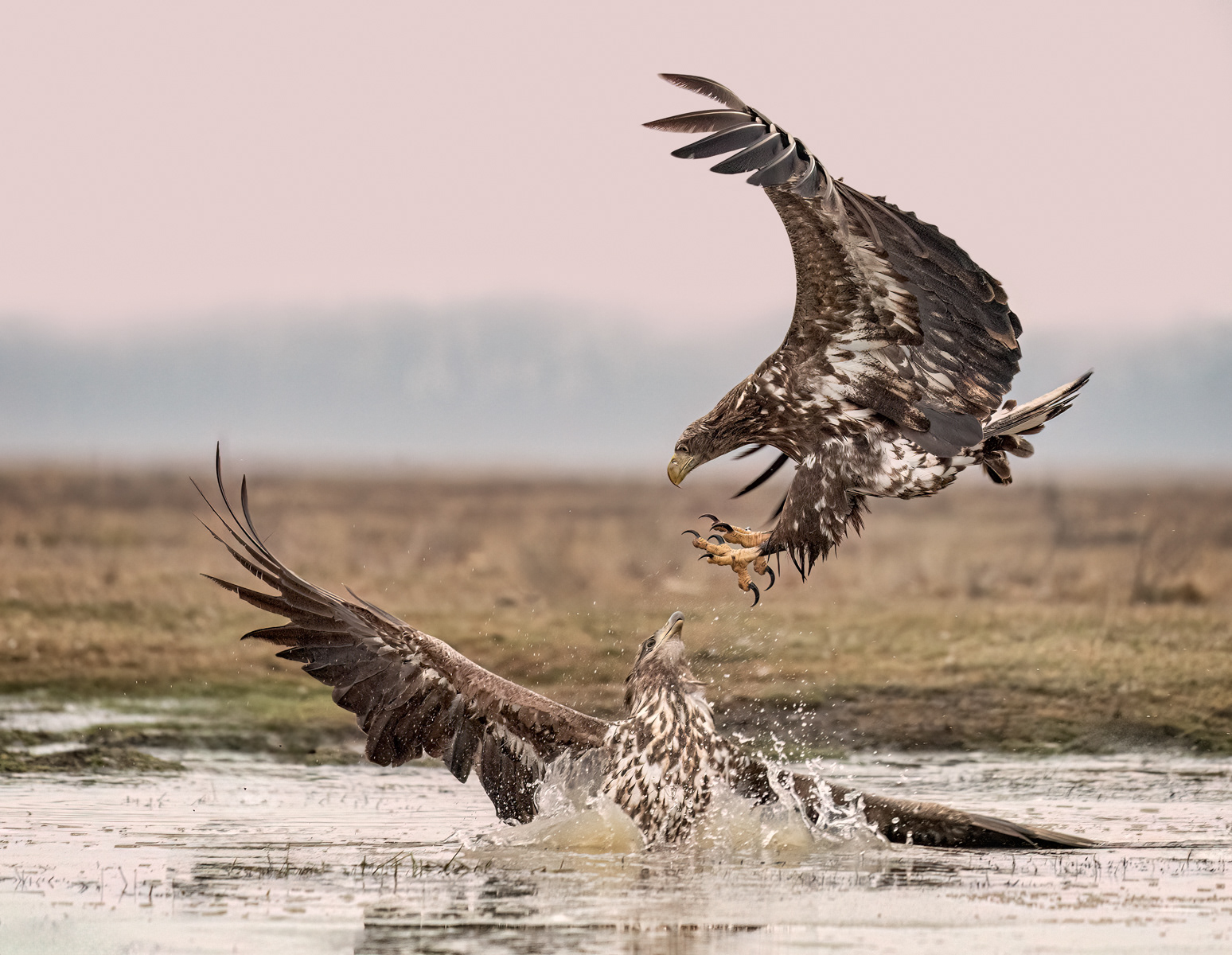 White-Tailed Eagle Fight