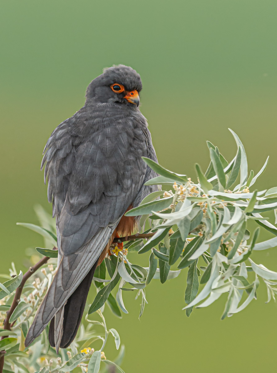 Male Red-Footed Falcon