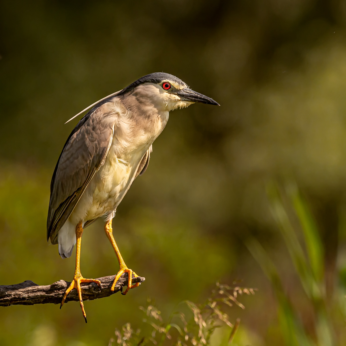 Night Heron