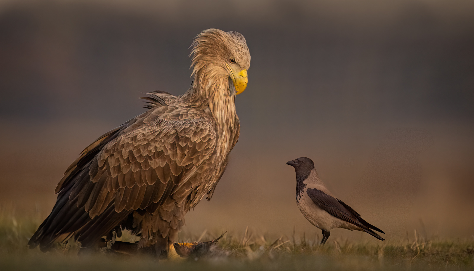 White-Tailed Eagle & Hooded Crow Stand Off