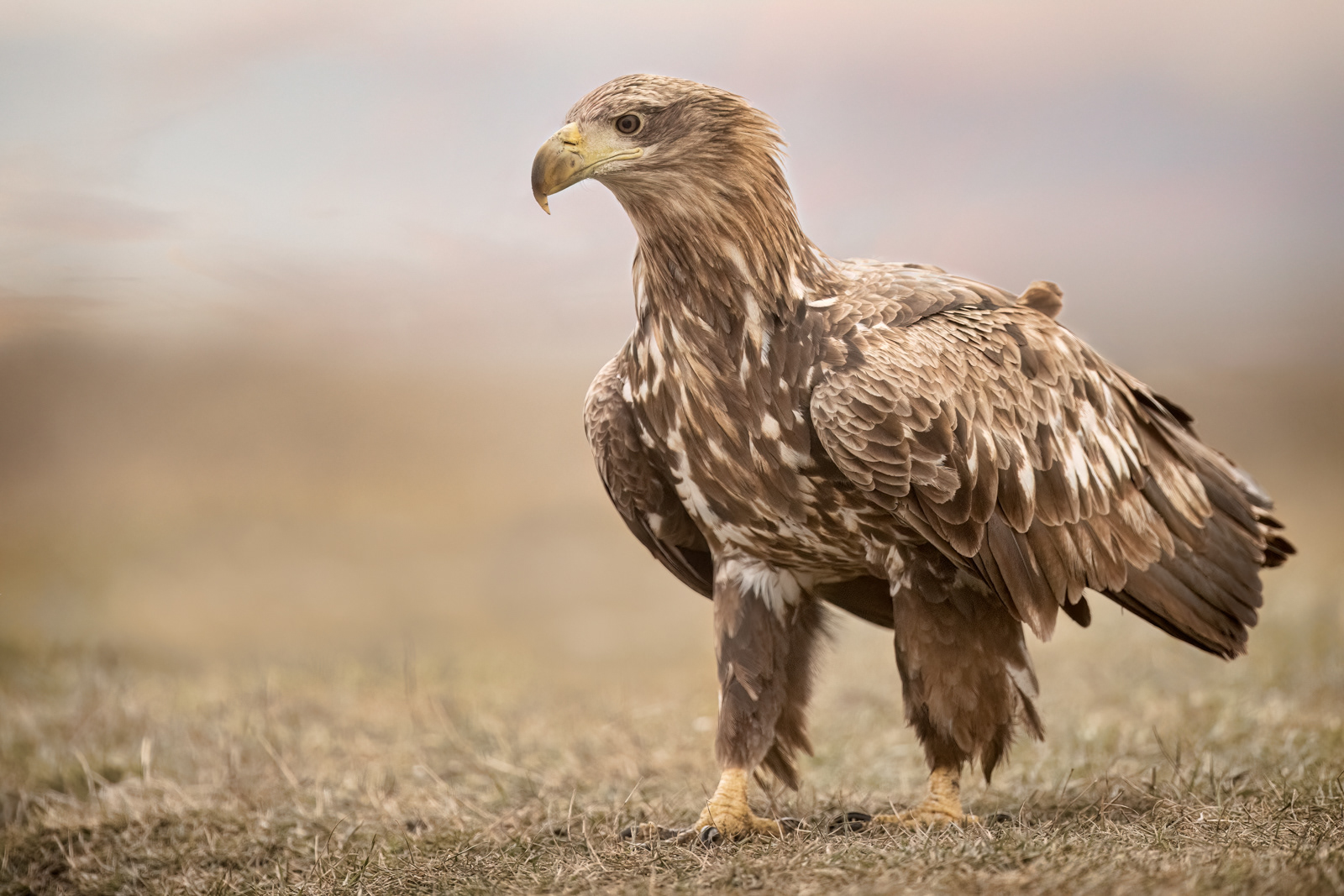 White-Tailed Eagle