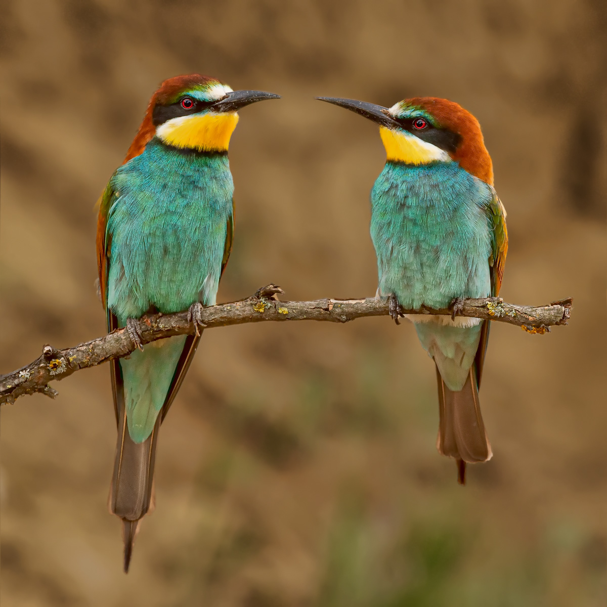 European Bee-Eater Pair