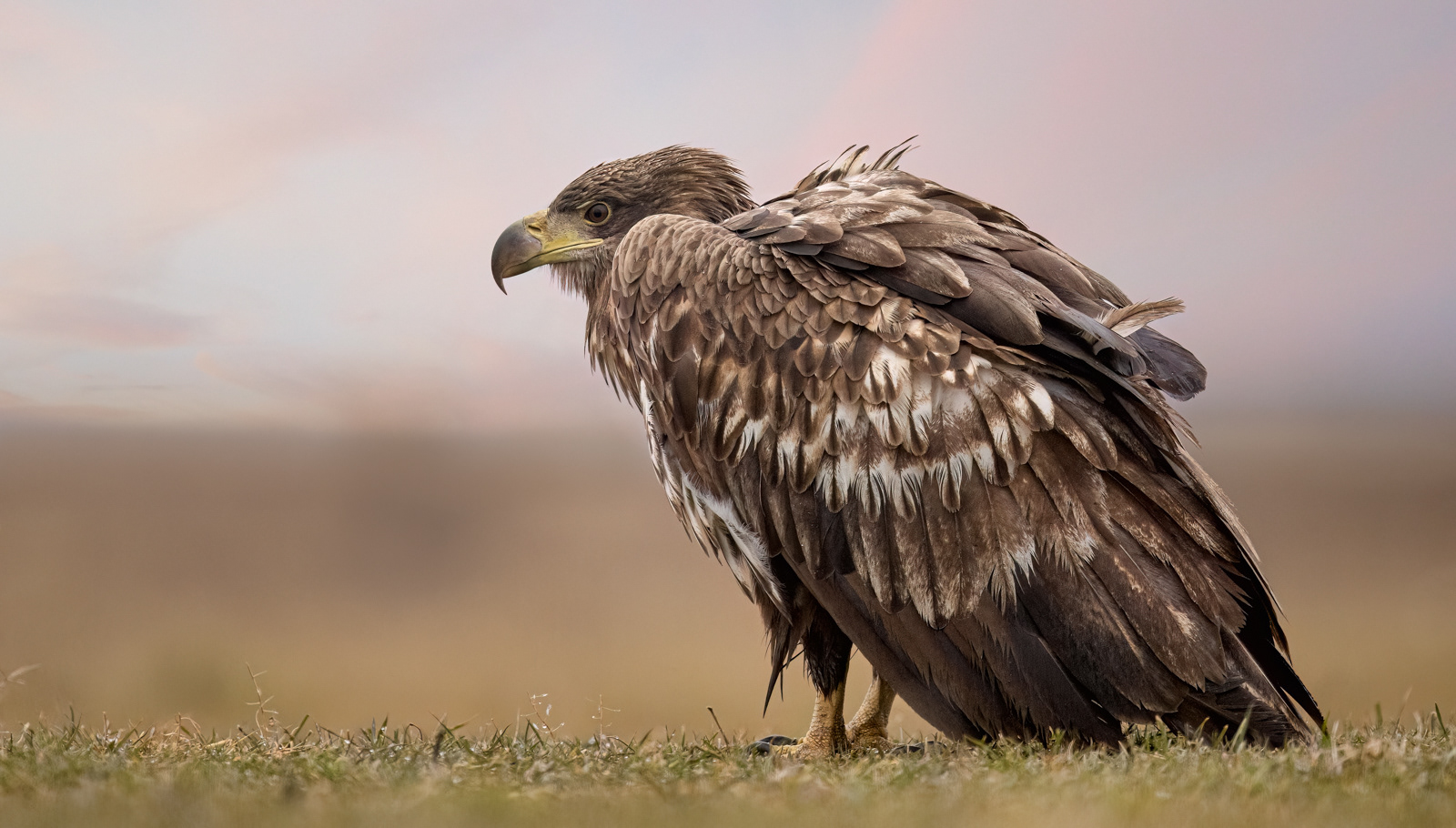 White-Tailed Eagle Vulture Impression