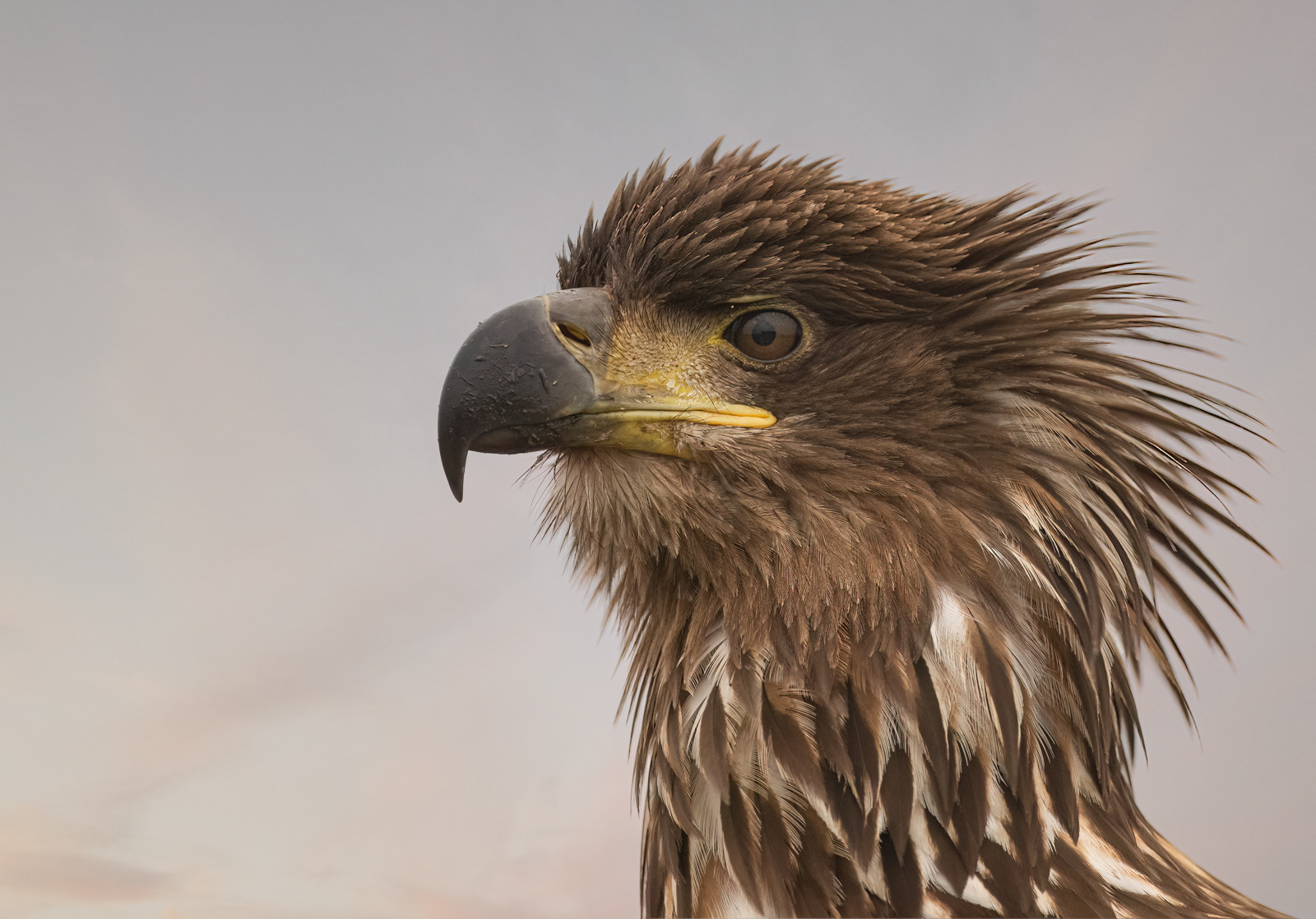 White-Tailed Eagle Bad Hair Day