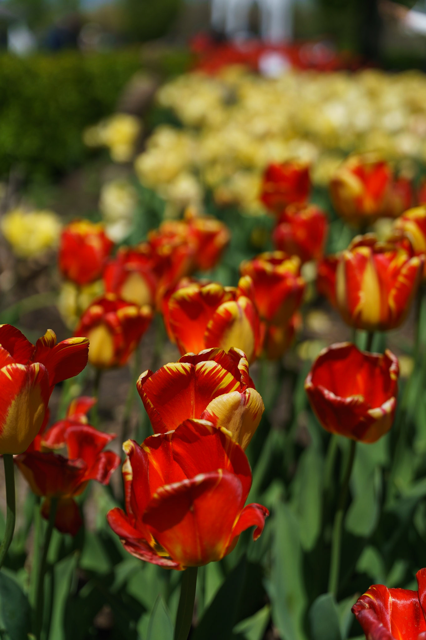 Photo by Jon Roost (www.jonroostphotos.com)