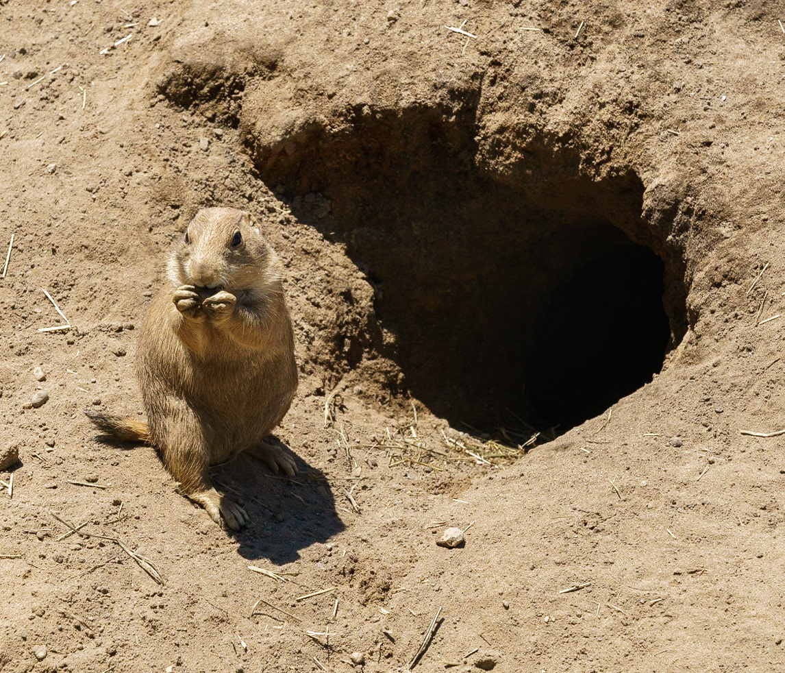Photo by Jon Roost (www.jonroostphotos.com)