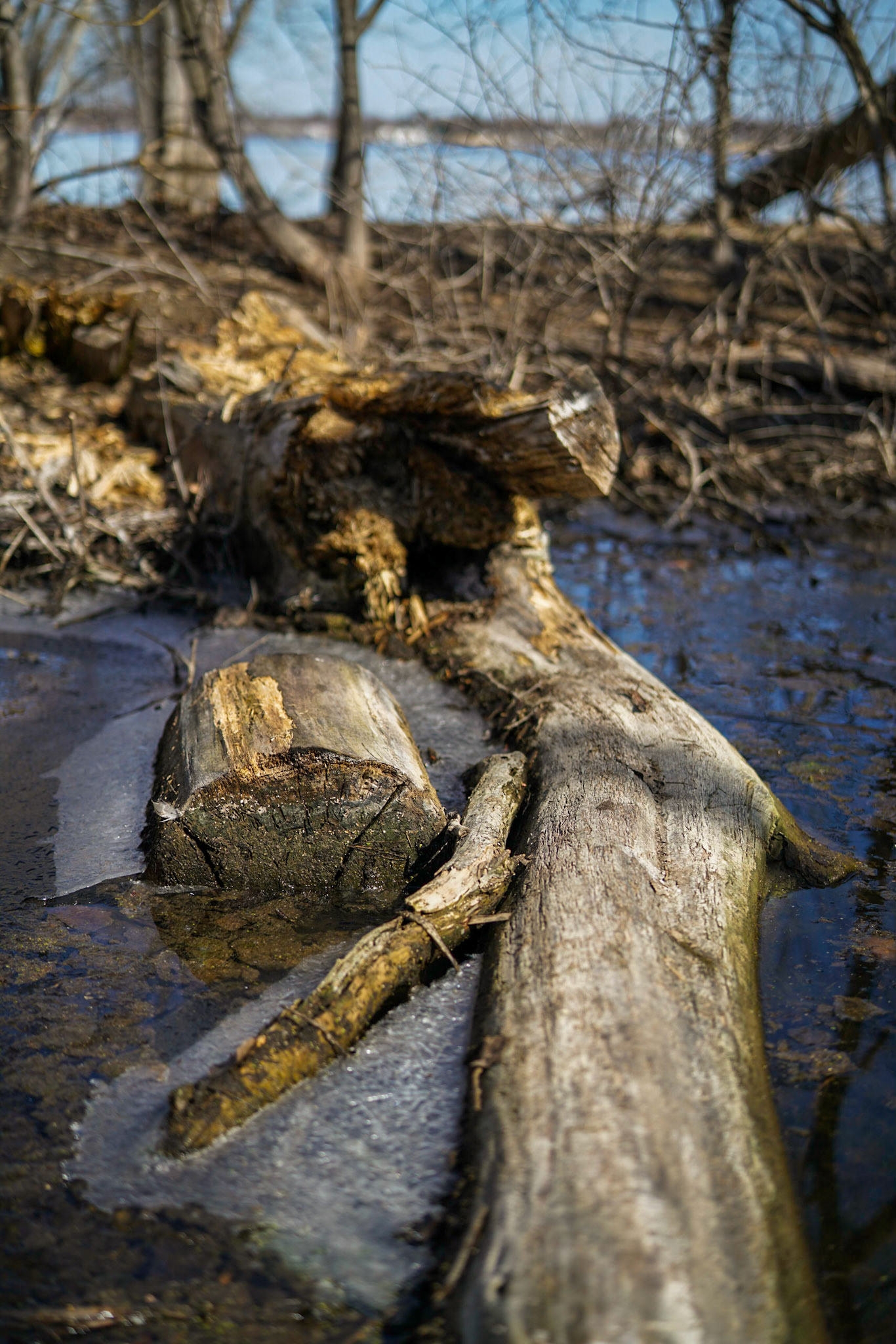 Photo by Jon Roost (www.jonroostphotos.com)