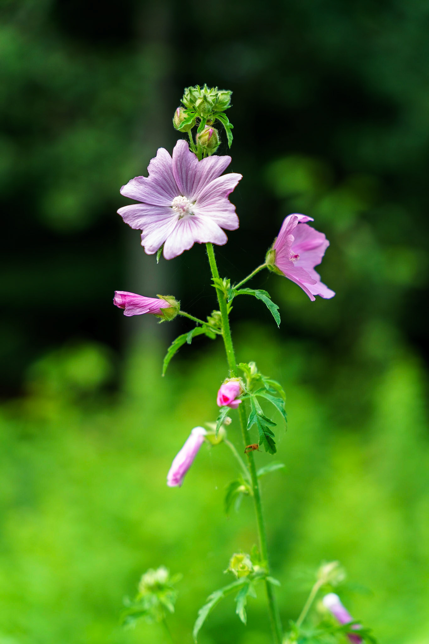 Photo by Jon Roost (www.jonroostphotos.com)