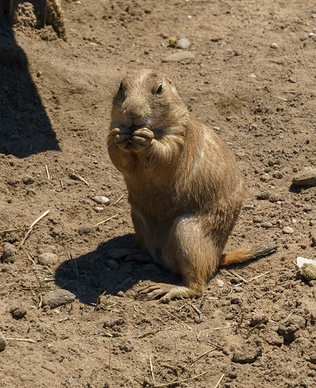 Photo by Jon Roost (www.jonroostphotos.com)
