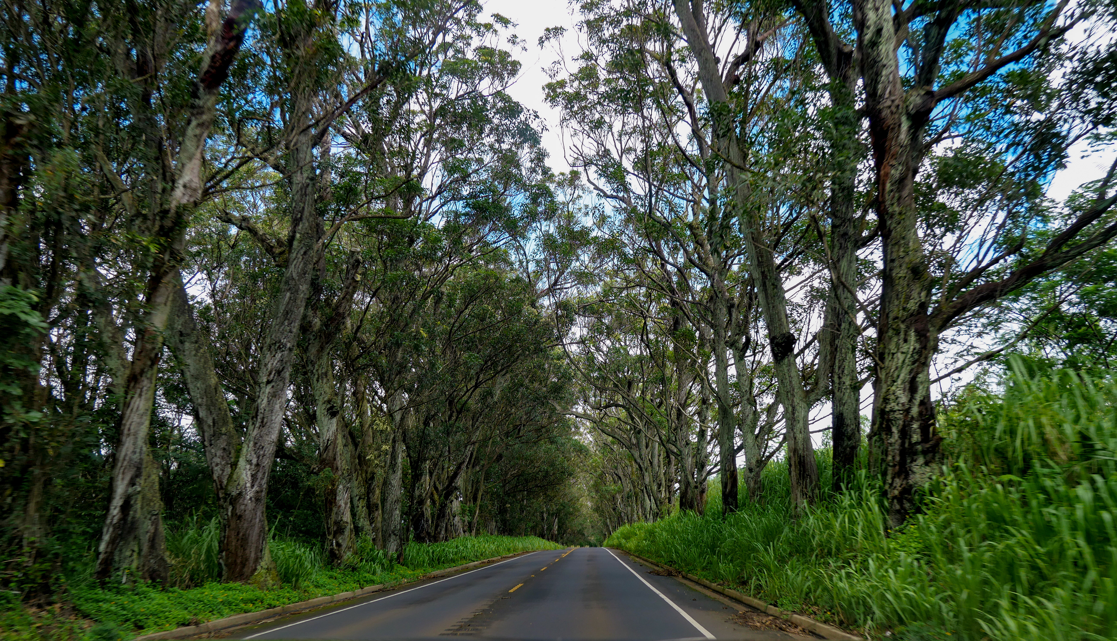 Tree Tunnel