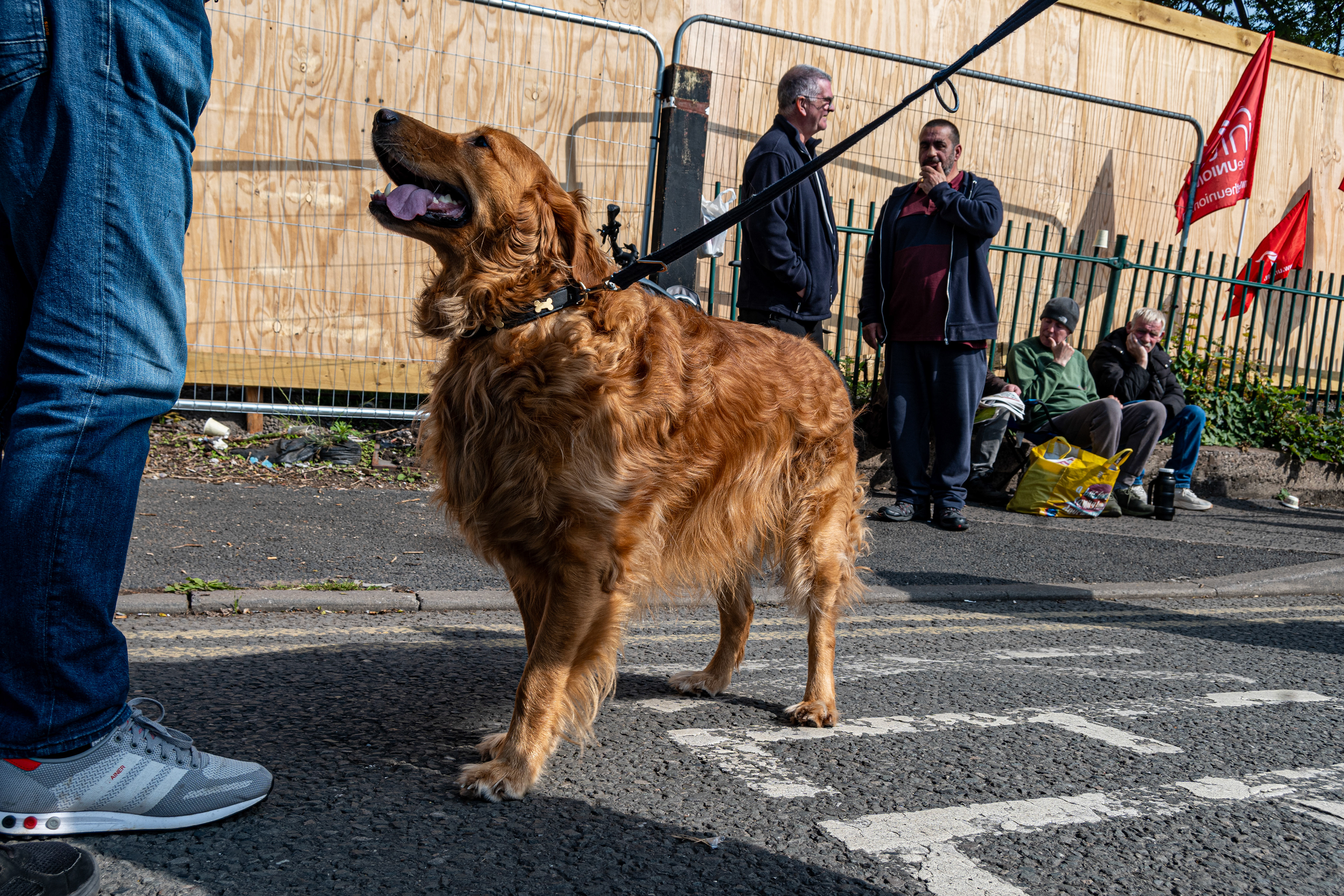 Picket mascot