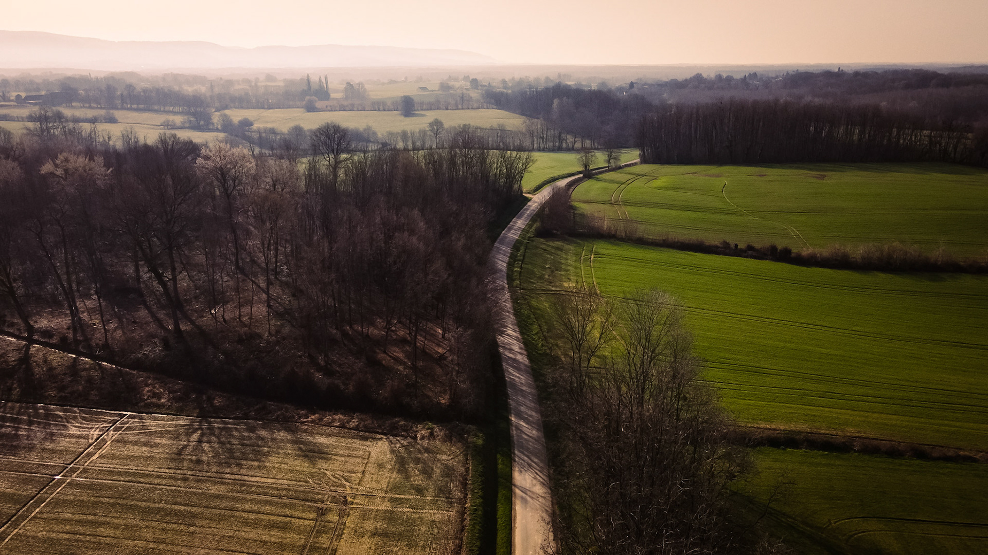 Trees and road, from the air 1/2