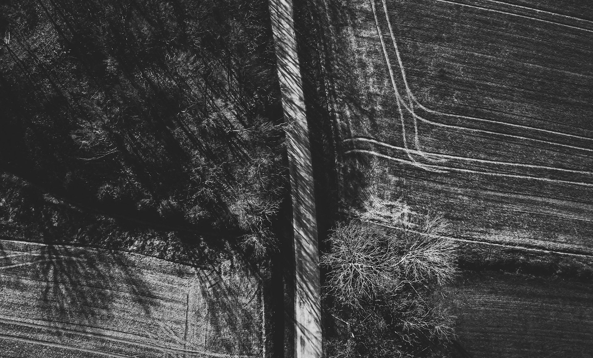 Trees and road, from the air 2/2