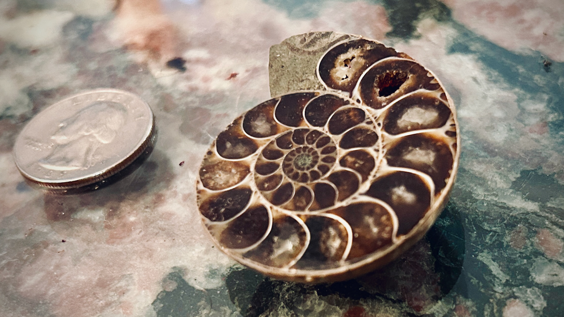 Ammonite