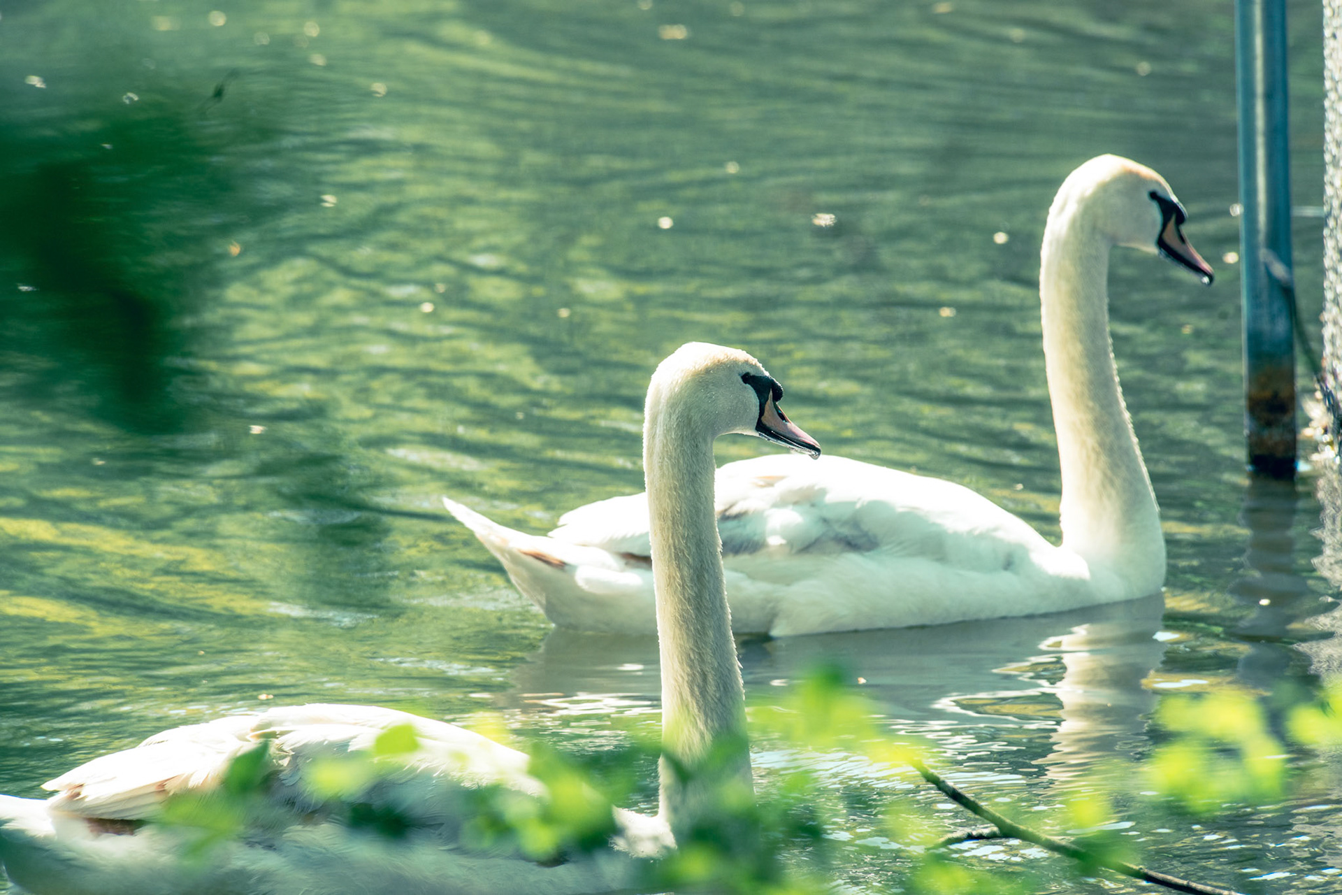 Birding