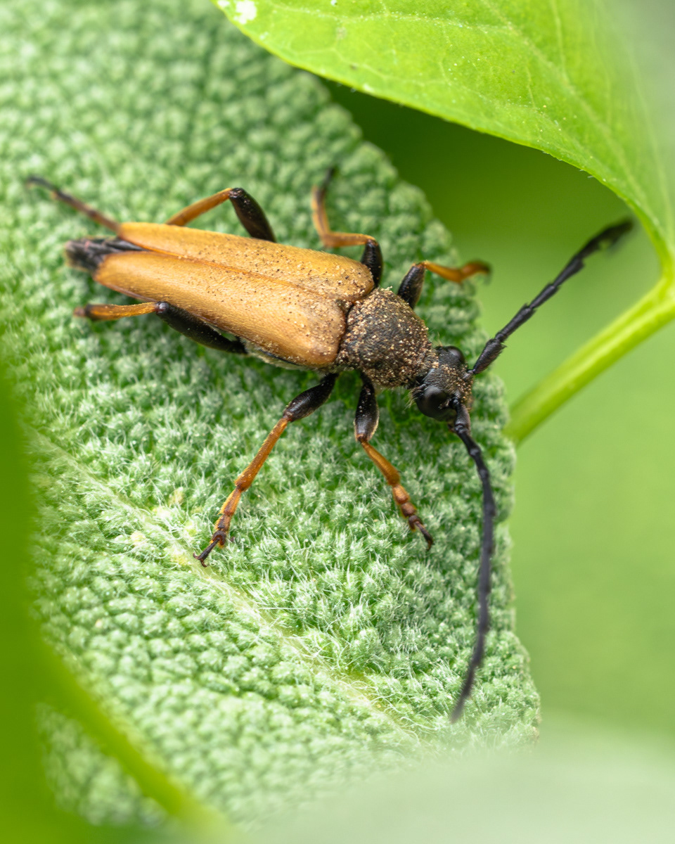 Stictoleptura rubra, Lepture rouge