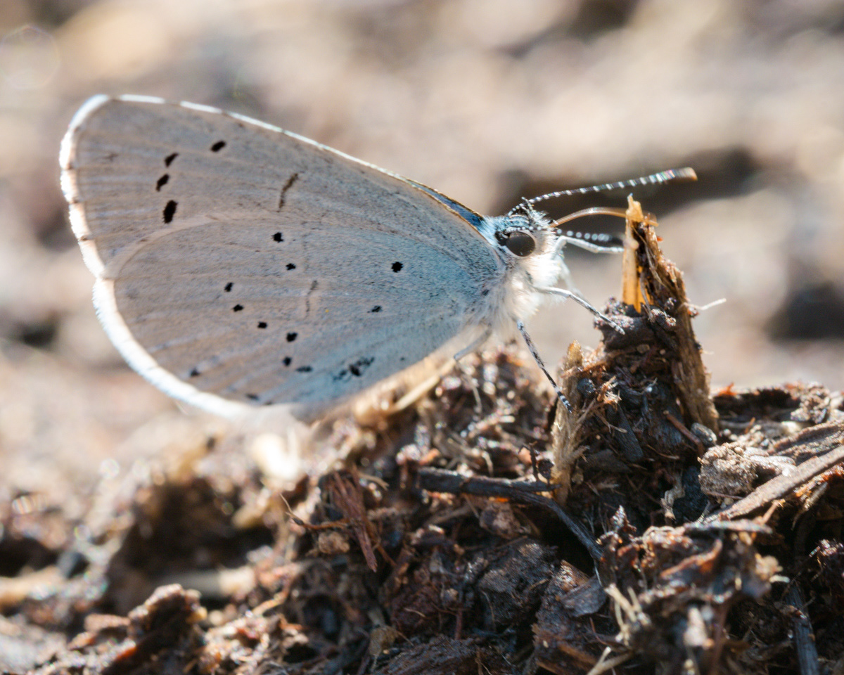 Celastrina argiolus, Azuré des nerpruns