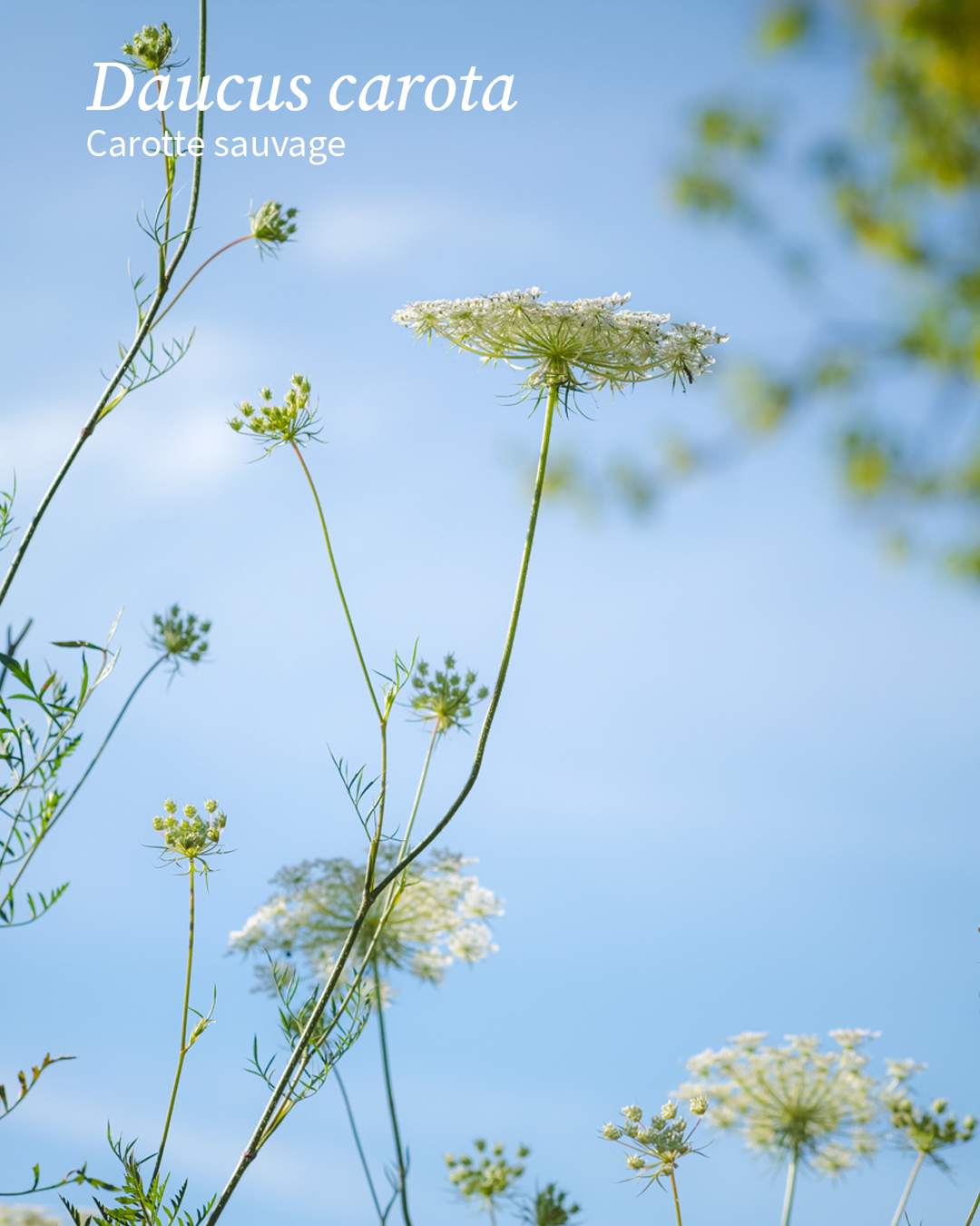Daucus carota, Carotte sauvage