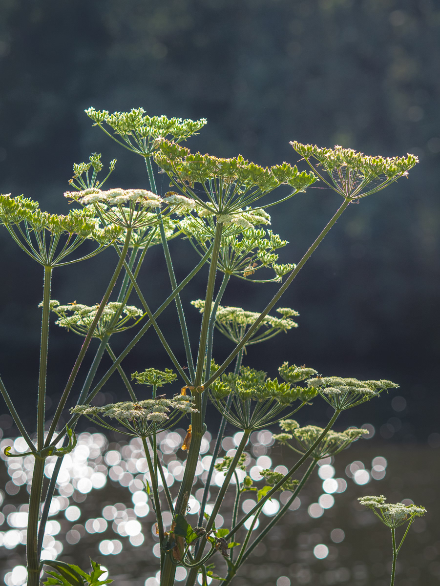 berce commune (Heracleum sphondylium) - quais de Seine