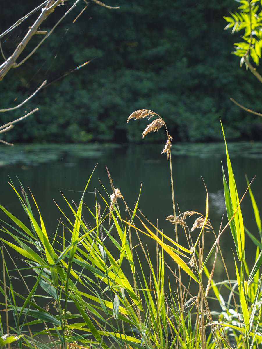 Roseau commun (Phragmites australis) 