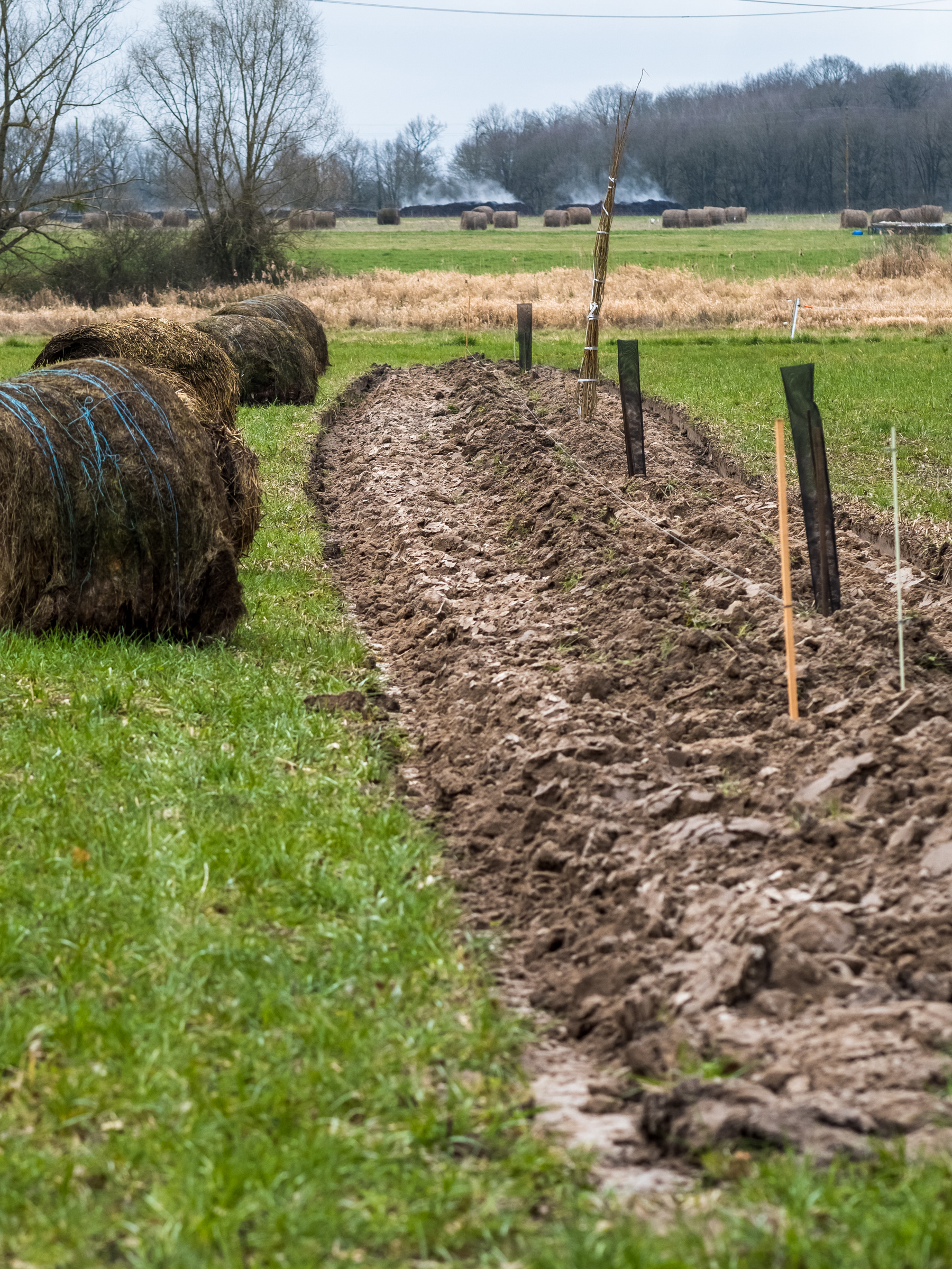 Arbrisseaux et protection en place