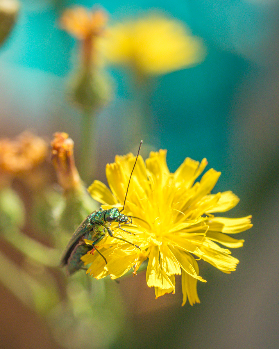 Oedemera nobilis, Oedémère noble
