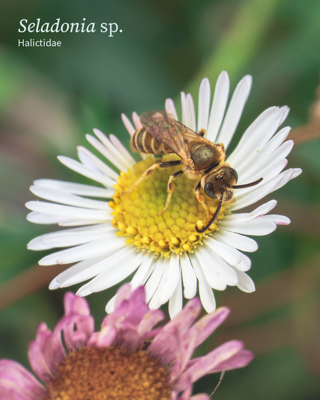 Seladonia sp.